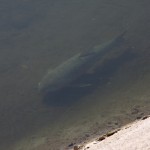 SRP added white amur, a type of carp native to China, to the canals in the mid-1980s to help keep weeds out.