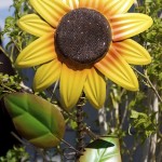 Roosevelt Row Breaks Ground for Sunflowers