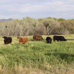 Local Grass-Fed Beef Delivers Great Taste