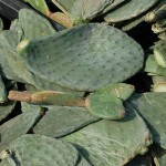 nopales nopales